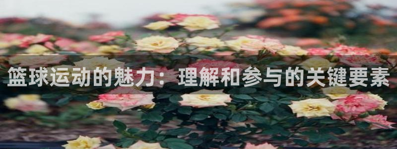 篮球运动的魅力：理解和参与的关键要素